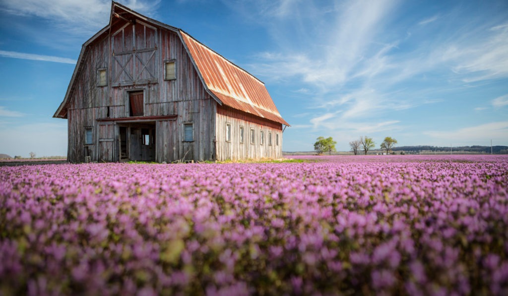 The Henbit is Here!